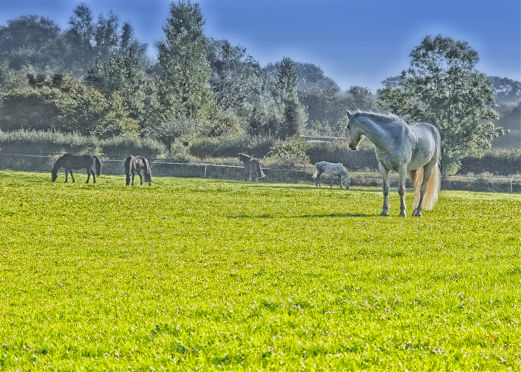 Horses - summer afternoon